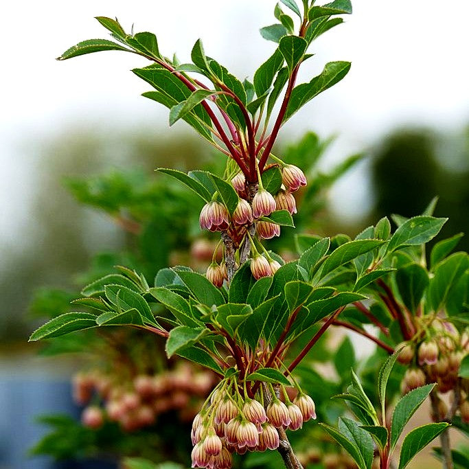 Prachtglocke (Enkianthus campanulatus)