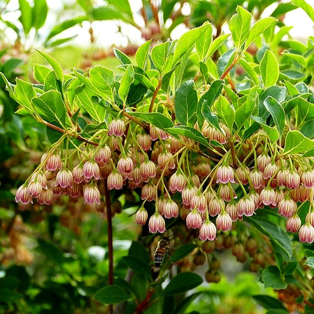 Prachtglocke (Enkianthus campanulatus)