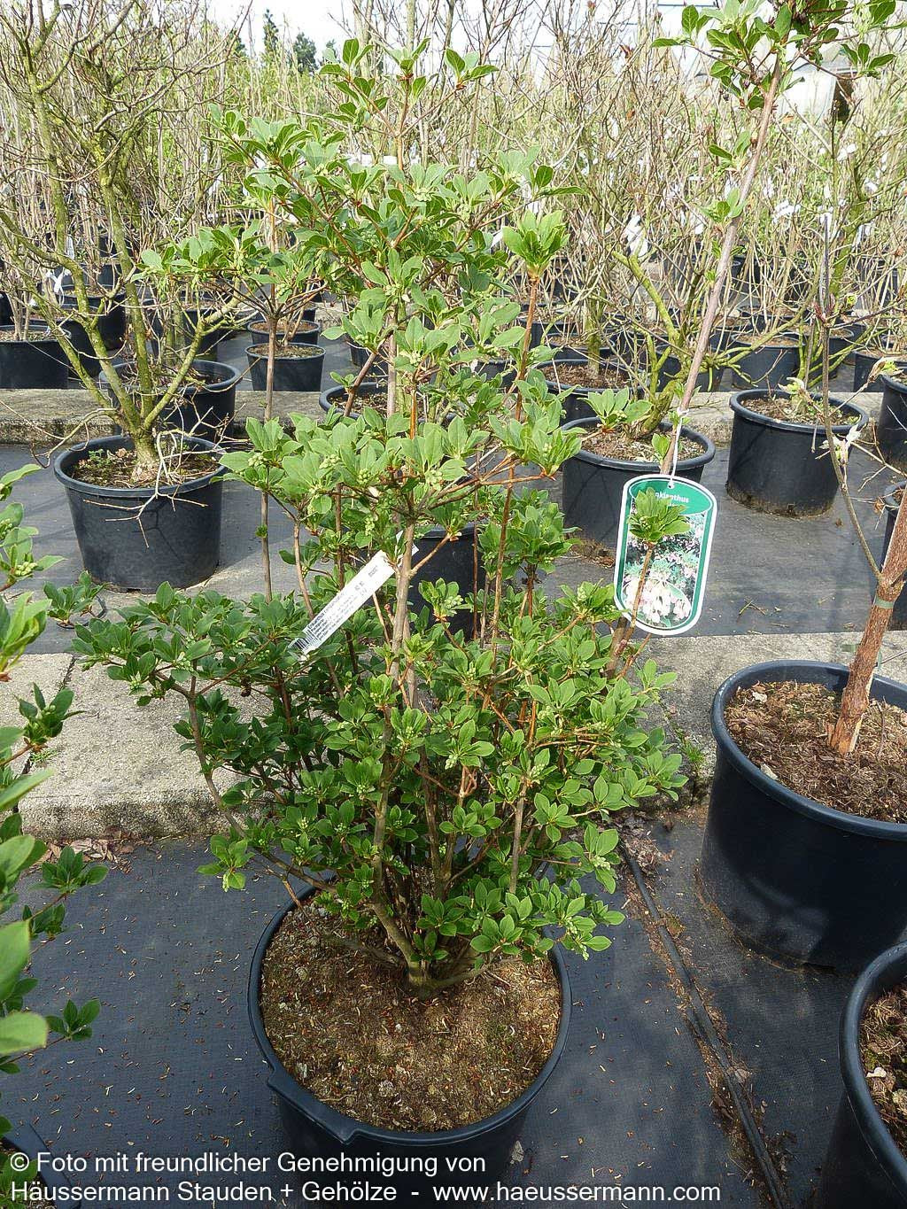 Prachtglocke (Enkianthus campanulatus)