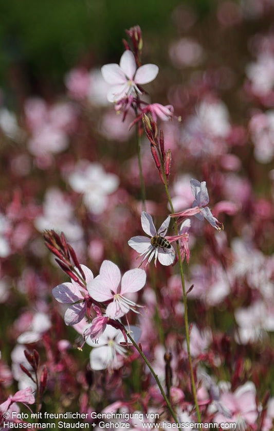 Prachtkerze 'Early Pink' (Gaura lindheimeri Belleza)