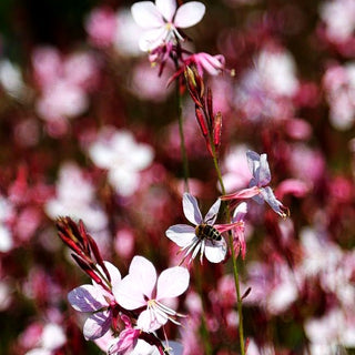 Prachtkerze 'Early Pink' (Gaura lindheimeri Belleza)