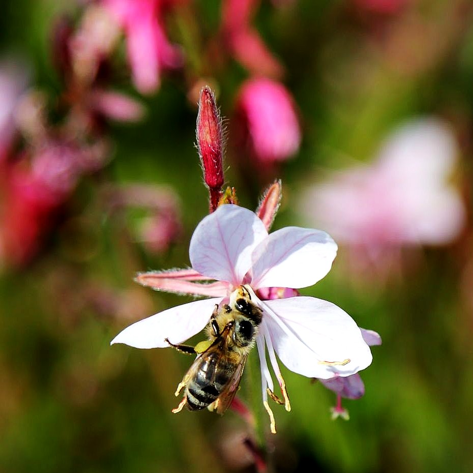 Prachtkerze 'Early Pink' (Gaura lindheimeri Belleza)