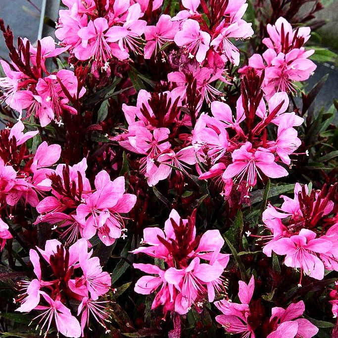 Prachtkerze 'Gaudi Rose' (Gaura lindheimeri)