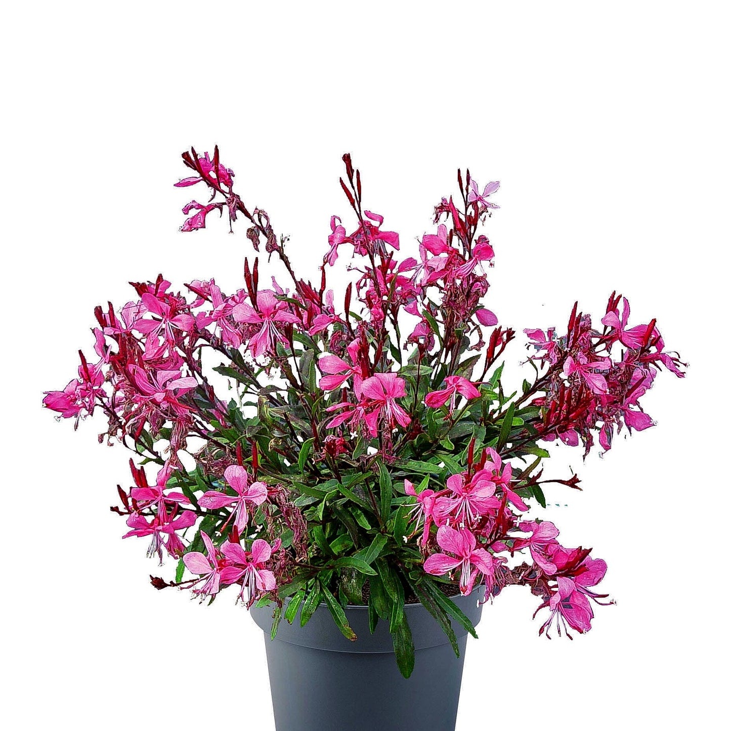 Prachtkerze 'Gaudi Rose' (Gaura lindheimeri)