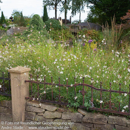 Prachtkerze (Gaura lindheimeri)