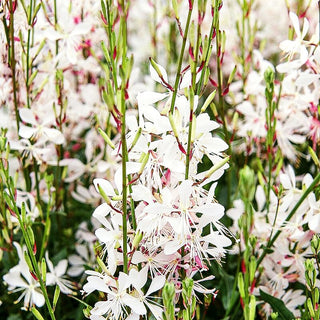 Prachtkerze (Gaura lindheimeri)