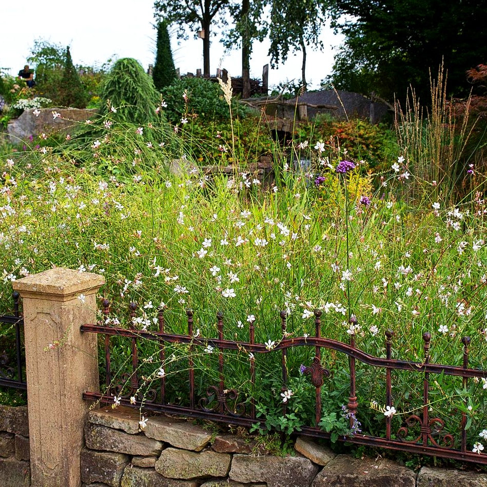 Prachtkerze (Gaura lindheimeri)