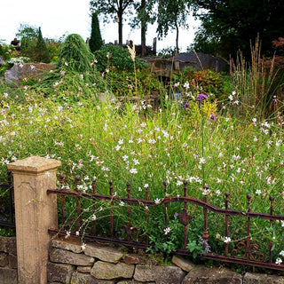 Prachtkerze (Gaura lindheimeri)