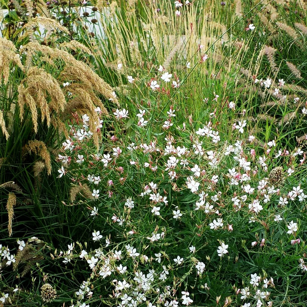 Prachtkerze (Gaura lindheimeri)