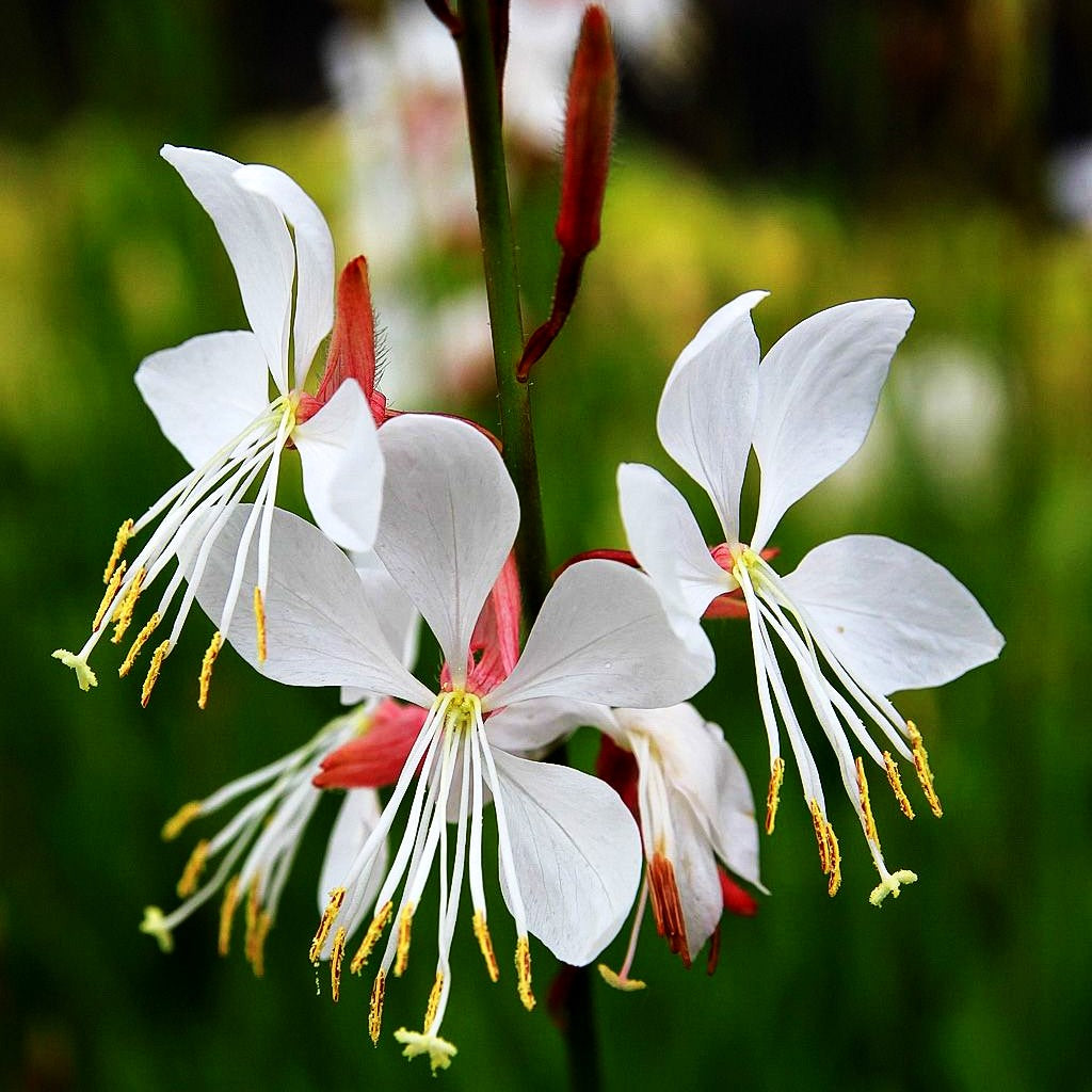 Prachtkerze (Gaura lindheimeri)