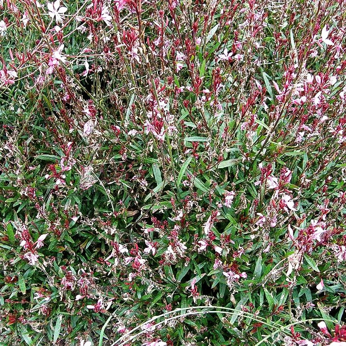 Prachtkerze 'Lillipop Pink' (Gaura lindheimeri)