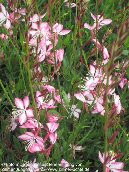 Prachtkerze 'Rosy Jane' (Gaura lindheimeri)