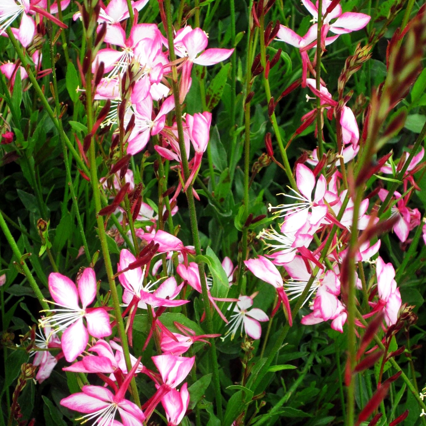 Prachtkerze 'Rosy Jane' (Gaura lindheimeri)