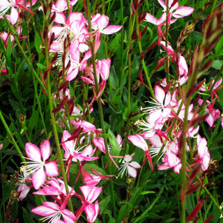 Prachtkerze 'Rosy Jane' (Gaura lindheimeri)