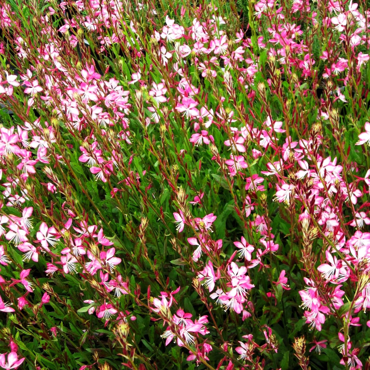 Prachtkerze 'Rosy Jane' (Gaura lindheimeri)