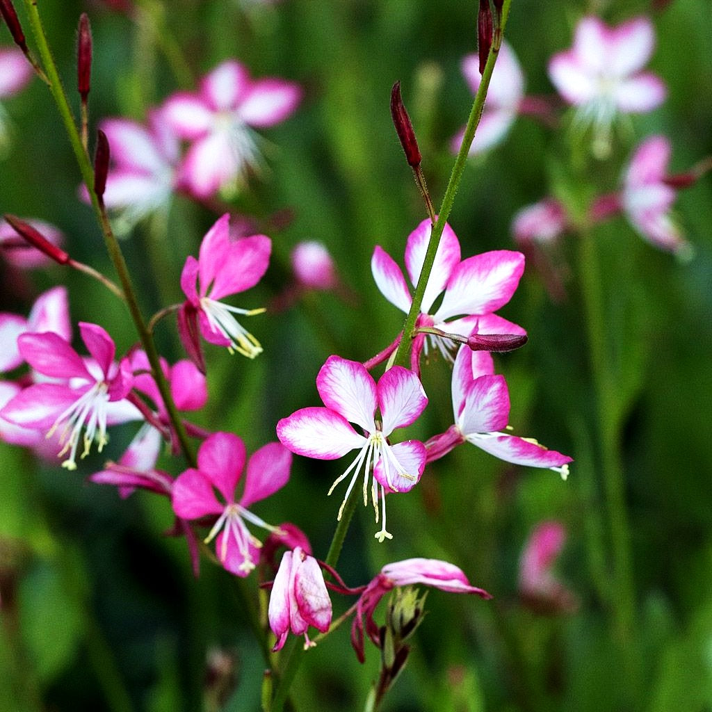 Prachtkerze 'Rosy Jane' (Gaura lindheimeri)