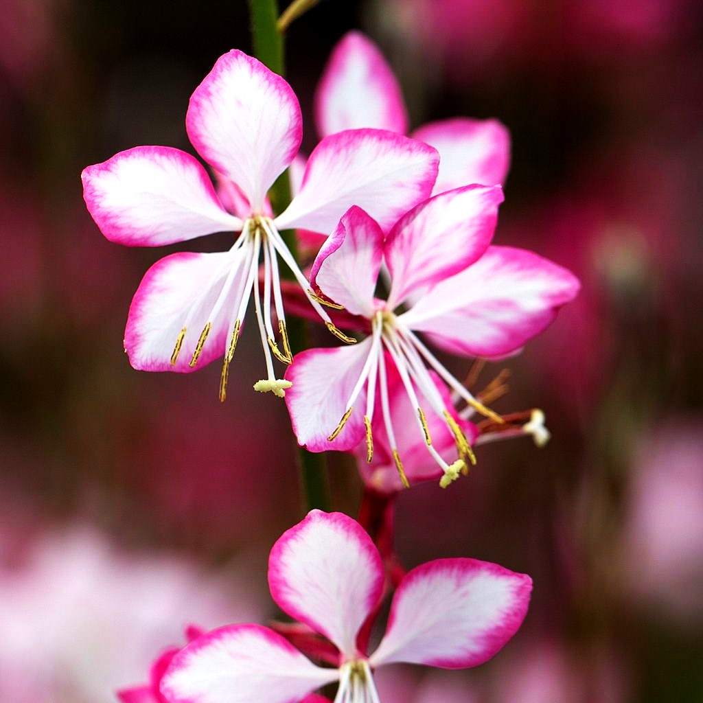 Prachtkerze 'Rosy Jane' (Gaura lindheimeri)