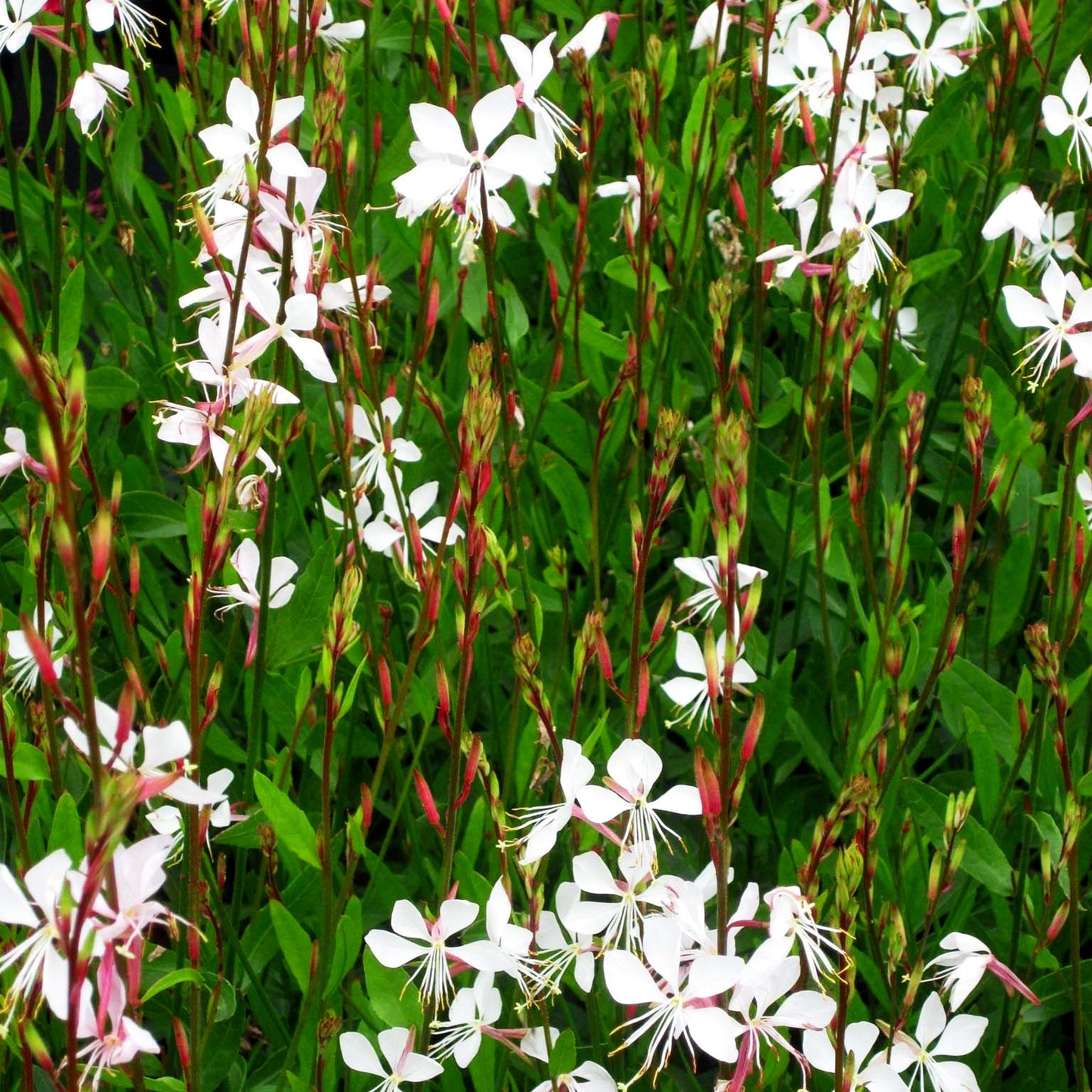 Prachtkerze 'Whirling Butterflies' (Gaura lindheimeri)
