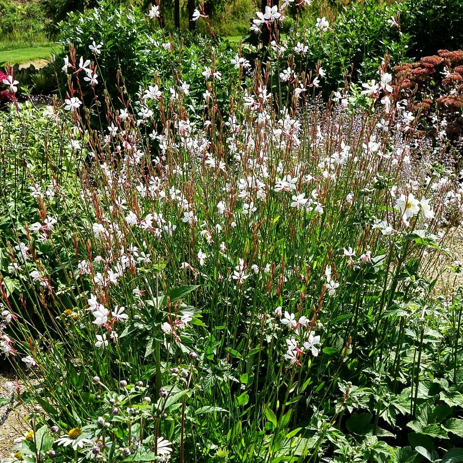 Prachtkerze 'Whirling Butterflies' (Gaura lindheimeri)