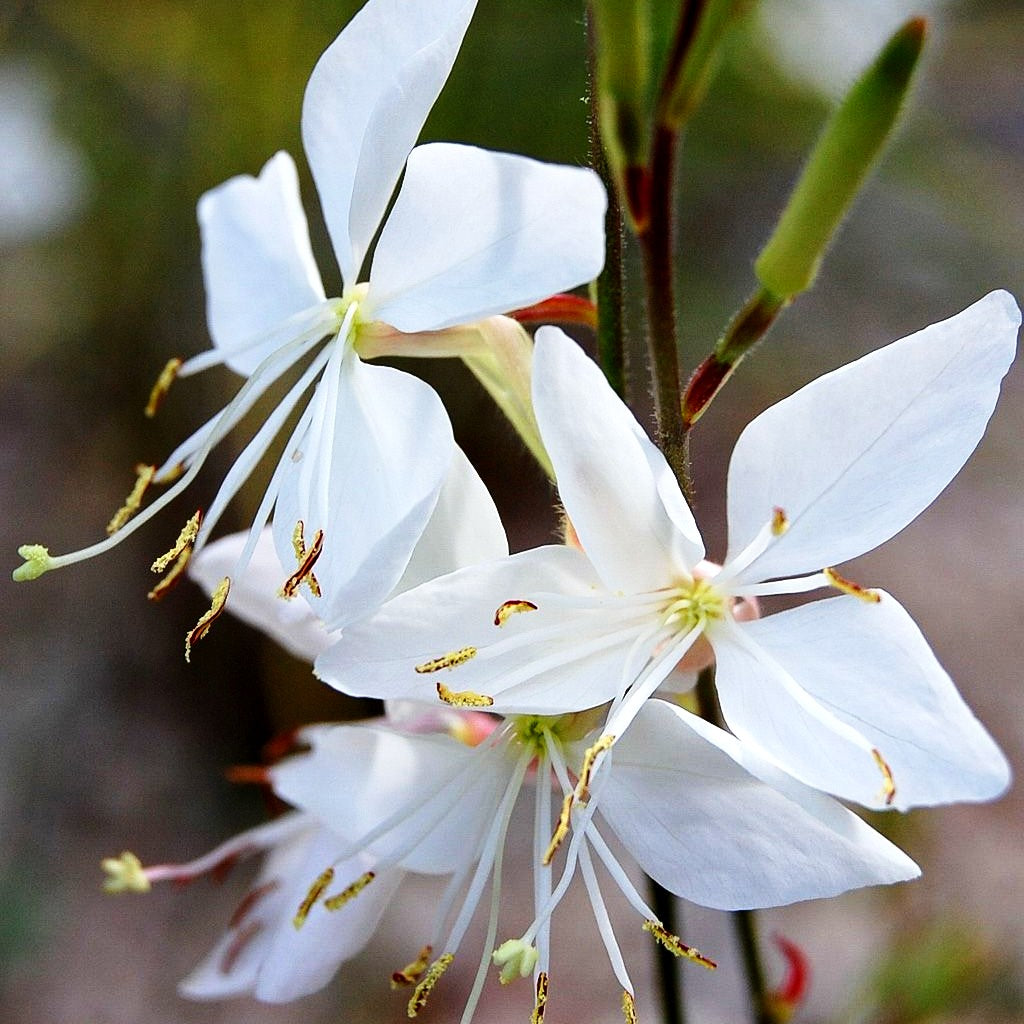 Prachtkerze 'Whirling Butterflies' (Gaura lindheimeri)