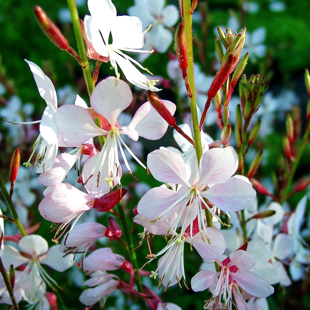 Prachtkerze 'Whirling Butterflies' (Gaura lindheimeri)