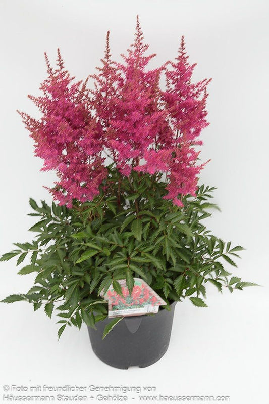 Prachtspiere 'Fireberry' (Astilbe x cult.)