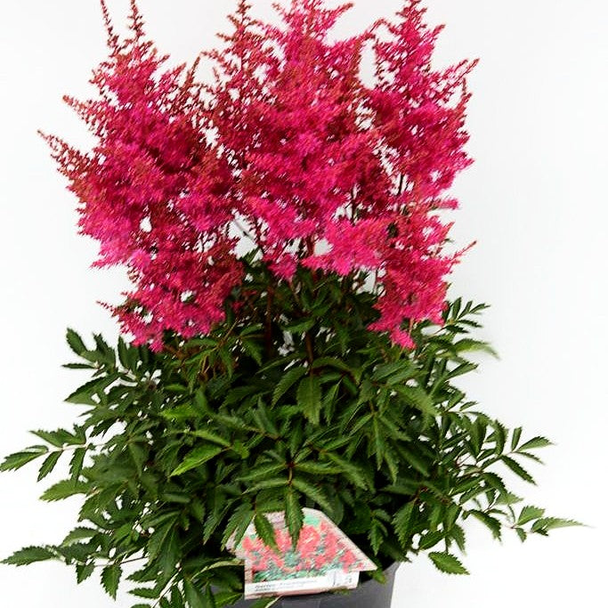 Prachtspiere 'Fireberry' (Astilbe x cult.)