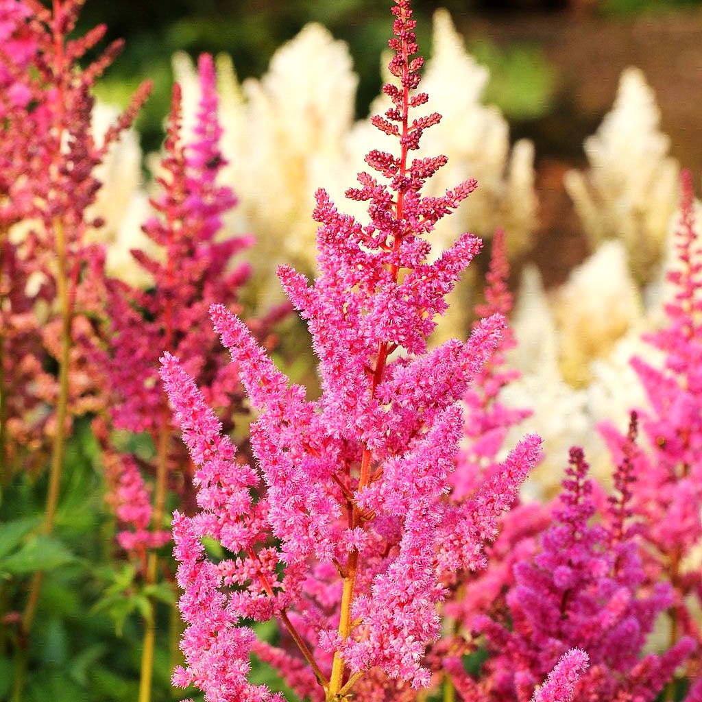 Prachtspiere 'Vision in Pink' (Astilbe chinensis)
