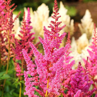 Prachtspiere 'Vision in Pink' (Astilbe chinensis)
