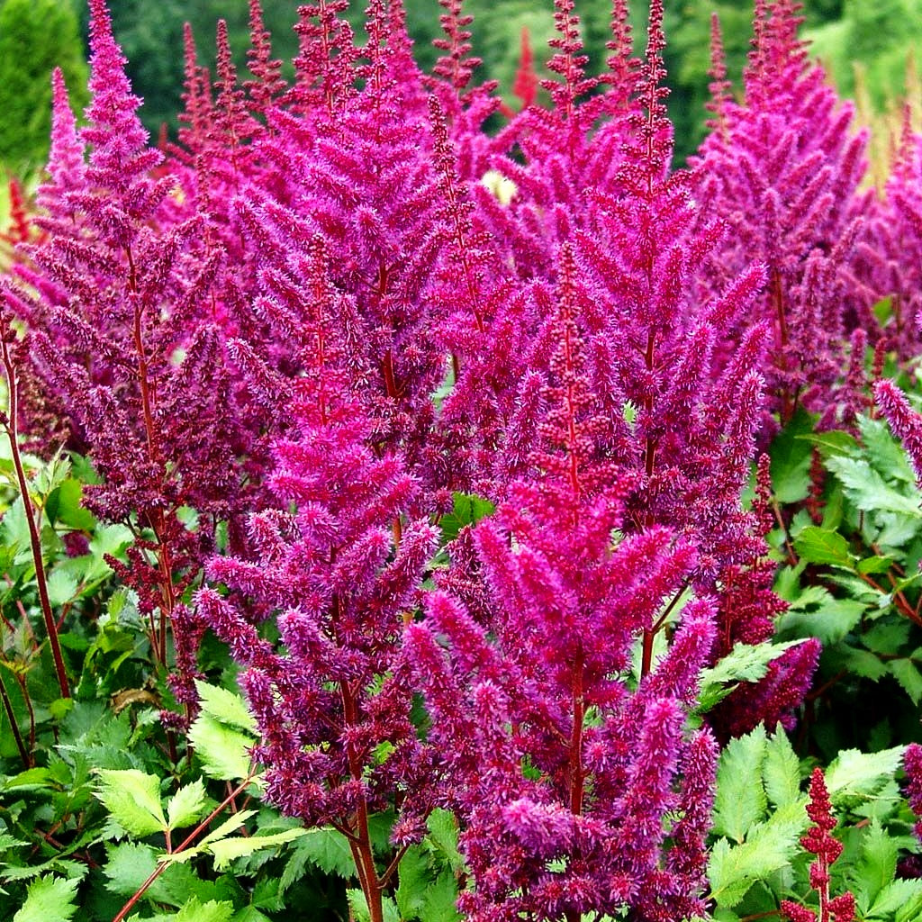 Prachtspiere 'Vision in Red' (Astilbe chinensis)