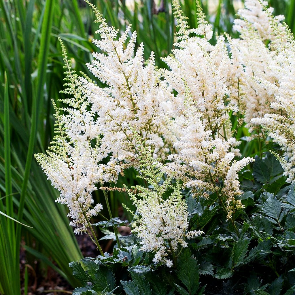 Prachtspiere 'Vision in White' (Astilbe chinensis)