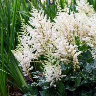 Prachtspiere 'Vision in White' (Astilbe chinensis)