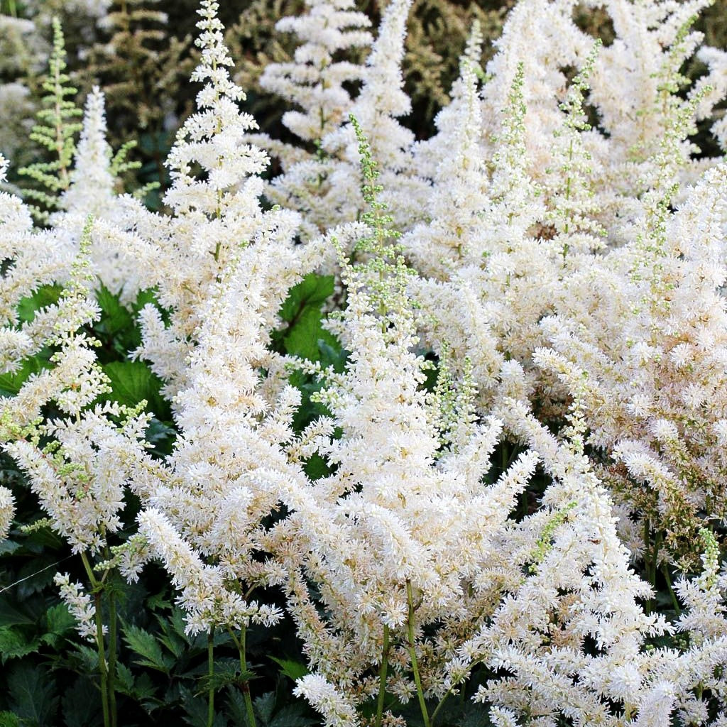 Prachtspiere 'Vision in White' (Astilbe chinensis)