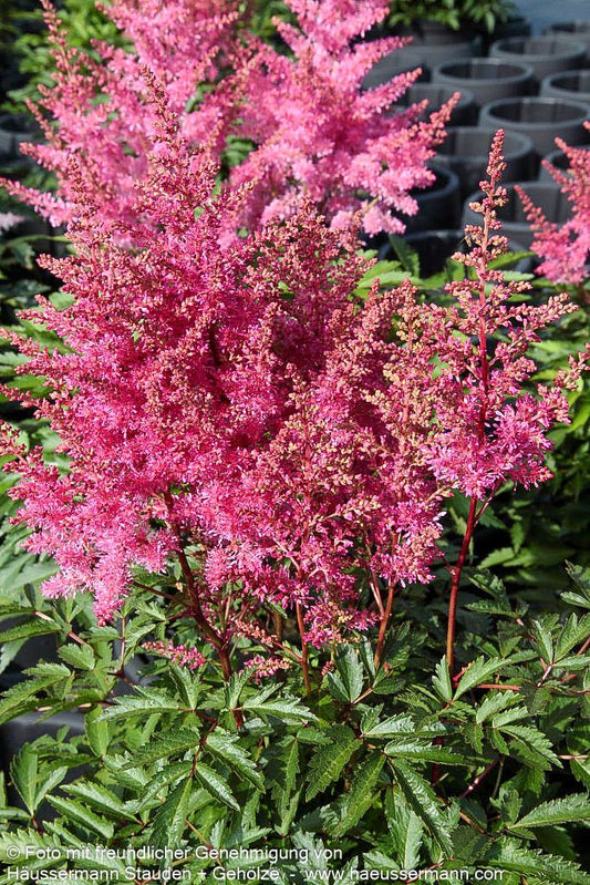 Prachtspiere 'Younique Lilac' (Astilbe x cult.)