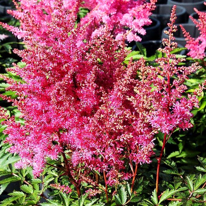 Prachtspiere 'Younique Lilac' (Astilbe x cult.)