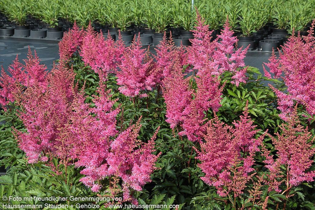 Prachtspiere 'Younique Lilac' (Astilbe x cult.)