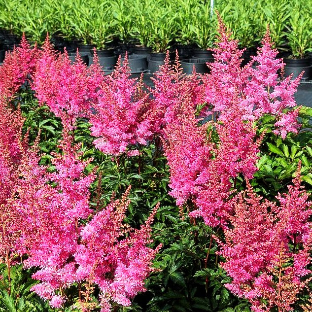 Prachtspiere 'Younique Lilac' (Astilbe x cult.)