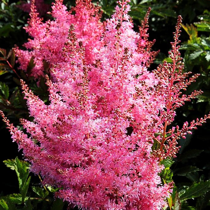 Prachtspiere 'Younique Pink' (Astilbe x cult.)
