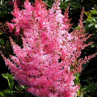 Prachtspiere 'Younique Pink' (Astilbe x cult.)