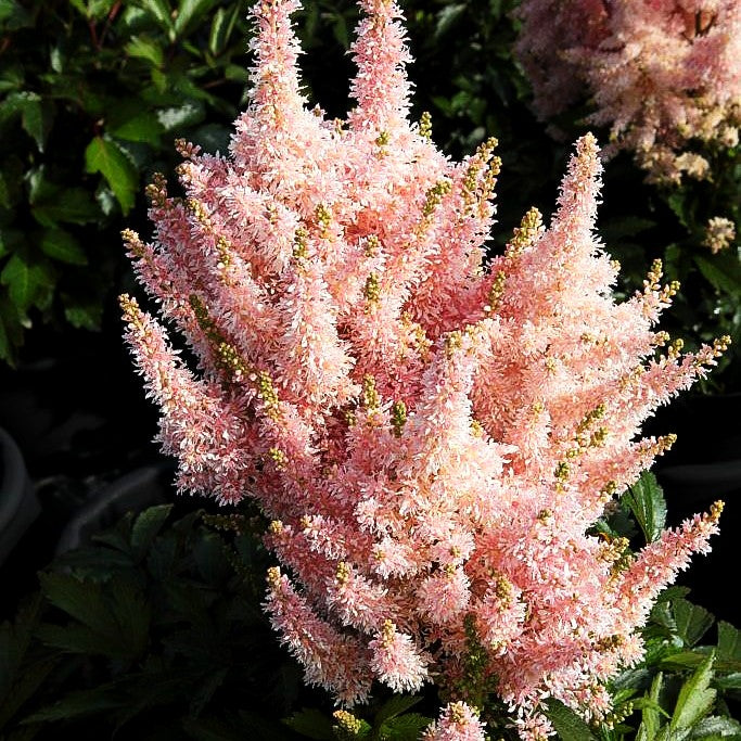 Prachtspiere 'Younique Salmon' (Astilbe x cult.)