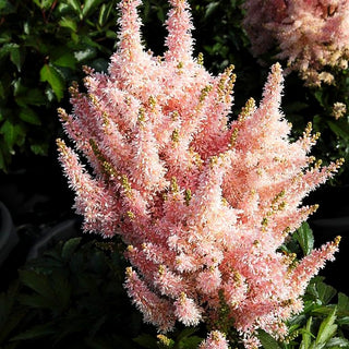 Prachtspiere 'Younique Salmon' (Astilbe x cult.)