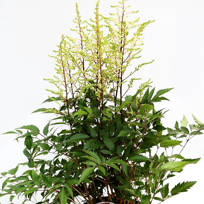 Prachtspiere 'Younique White' (Astilbe x cult.)