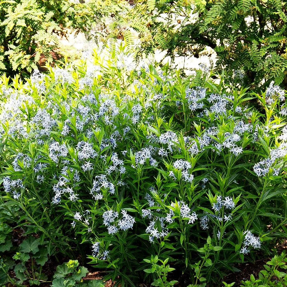 Prachtvoller Röhrenstern (Amsonia illustris)