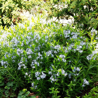 Prachtvoller Röhrenstern (Amsonia illustris)