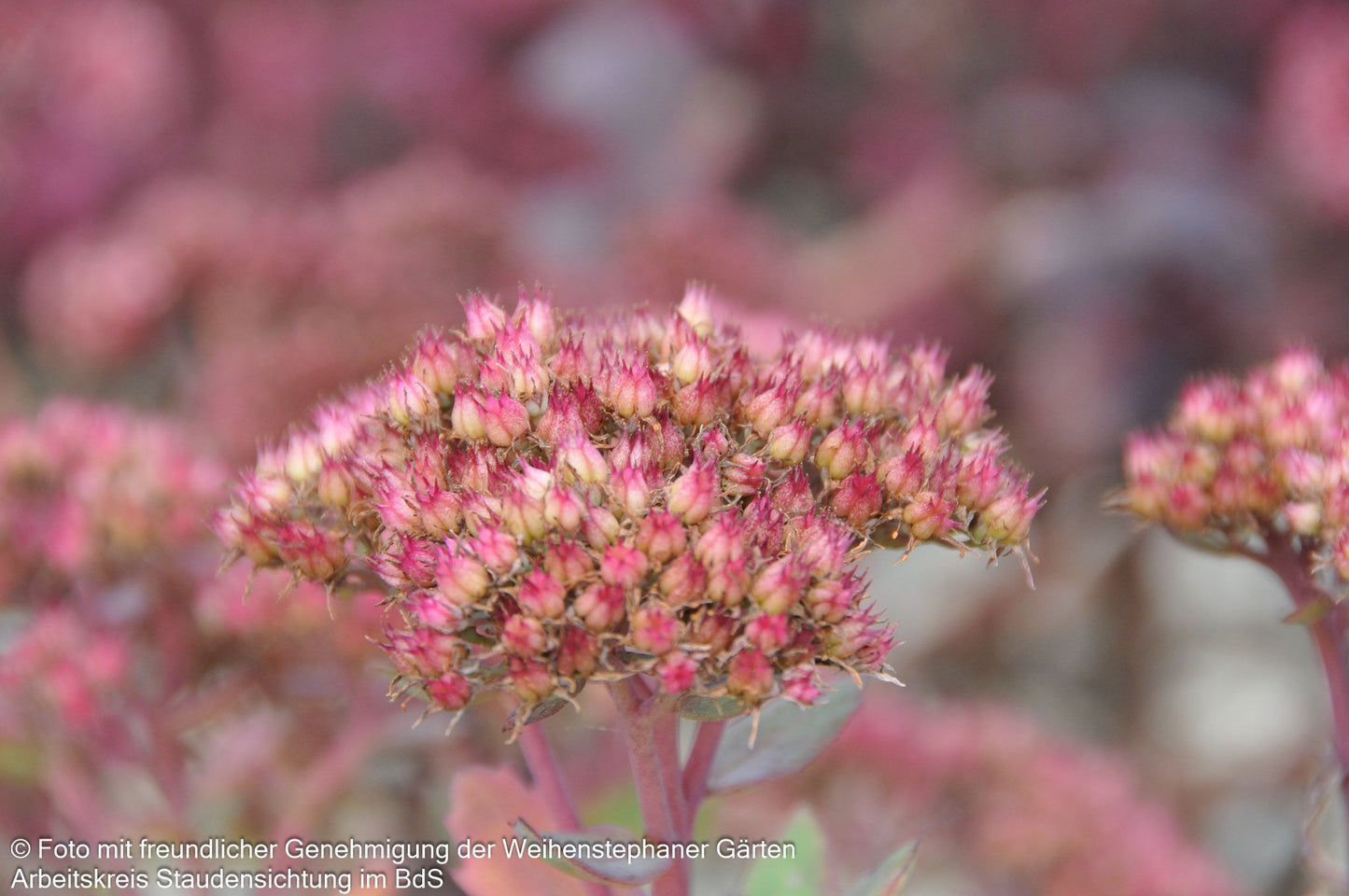 Prächtige Fetthenne 'Carl' (Sedum spectabile)