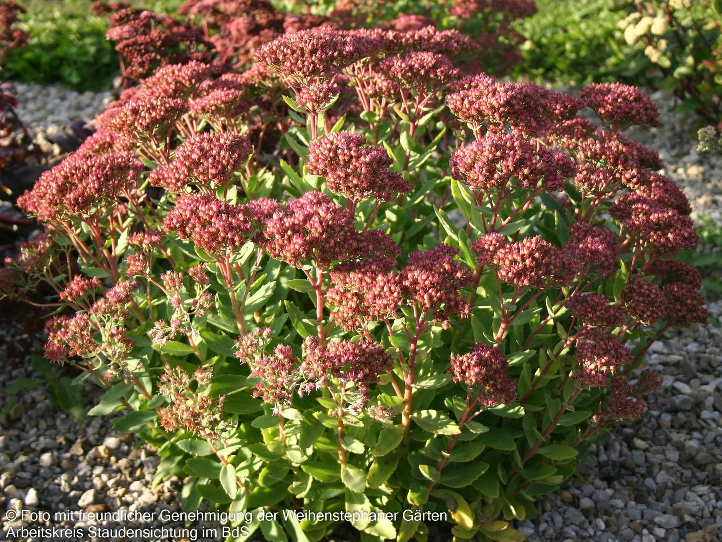 Prächtige Fetthenne 'Carl' (Sedum spectabile)