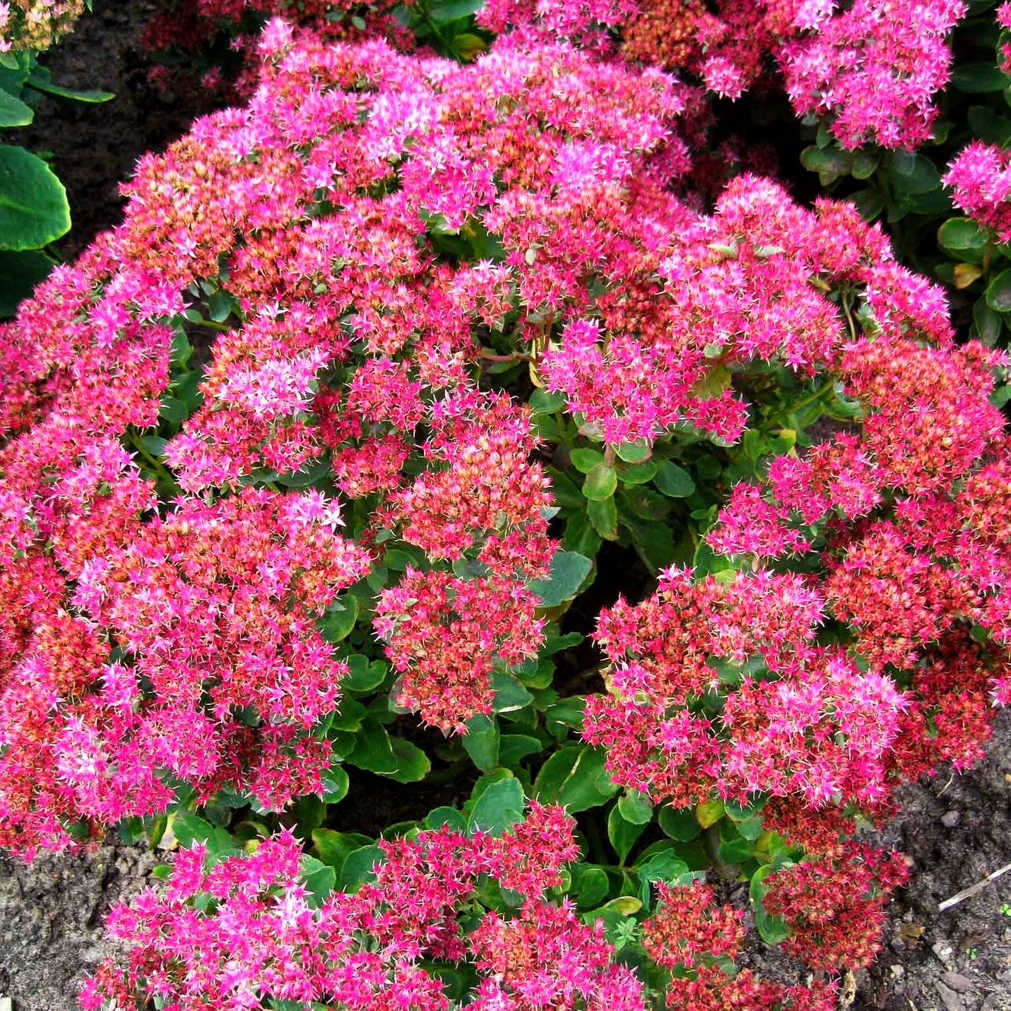 Prächtige Fetthenne 'Carl' (Sedum spectabile)