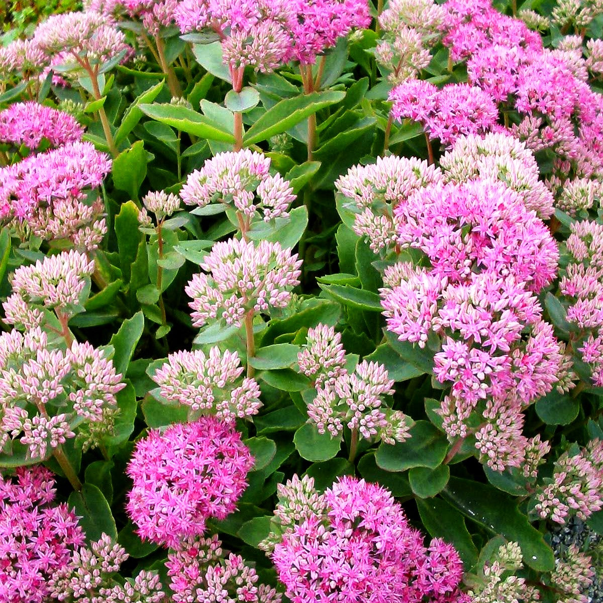 Prächtige Fetthenne 'Carl' (Sedum spectabile)