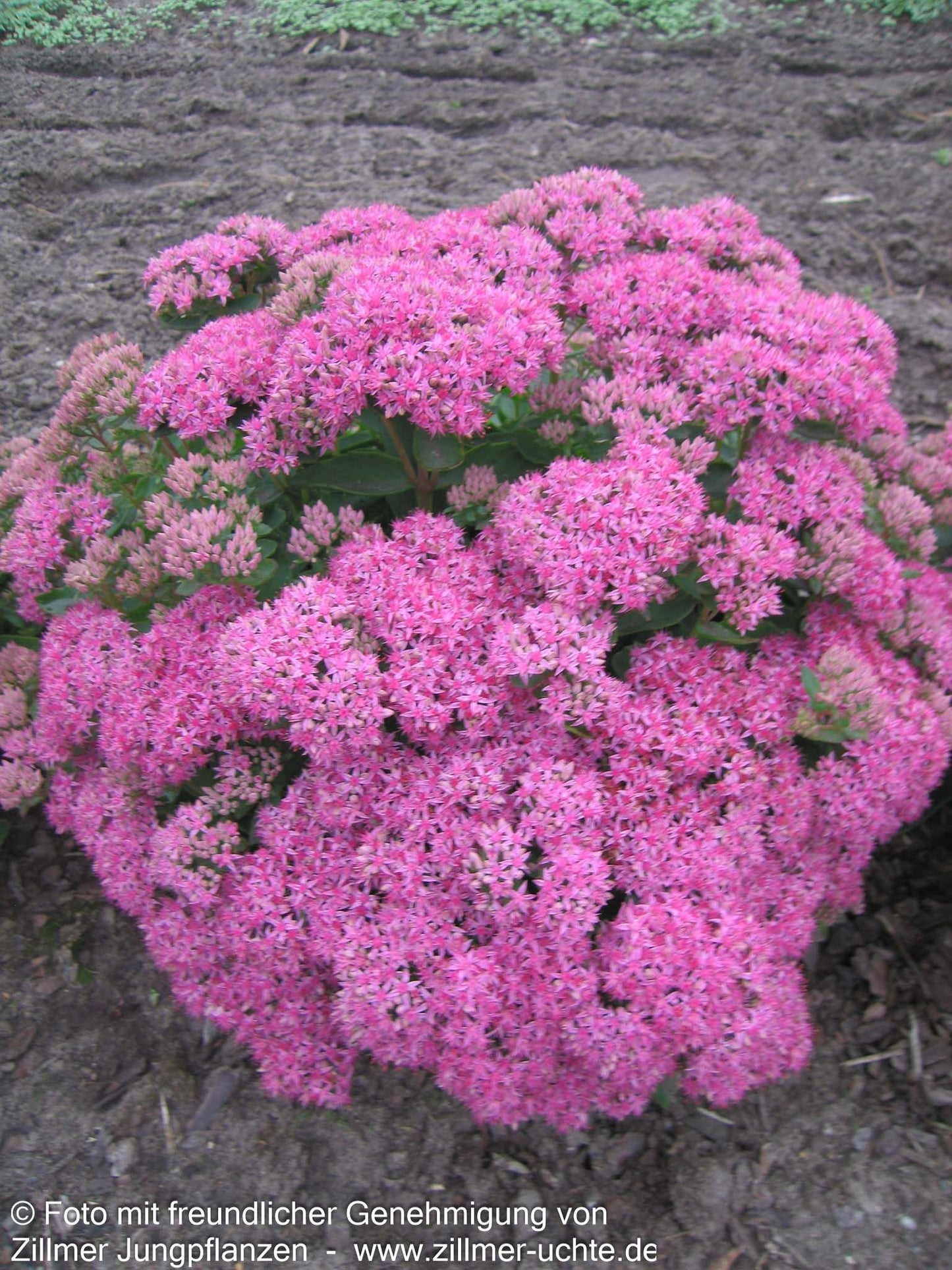 Prächtige Fetthenne 'Carl' (Sedum spectabile)