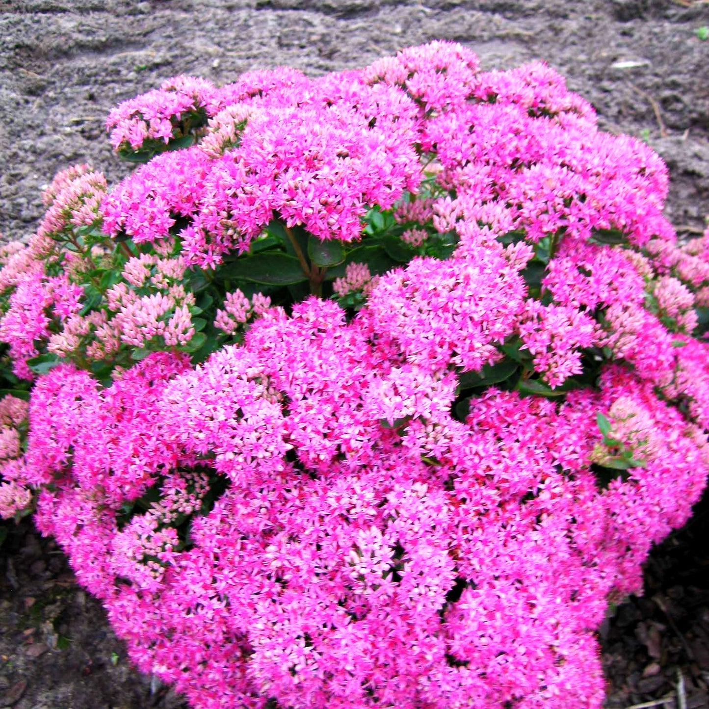 Prächtige Fetthenne 'Carl' (Sedum spectabile)